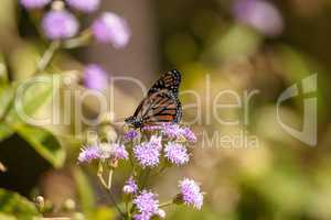 Monarch butterfly Danaus plexippus on a purple flower