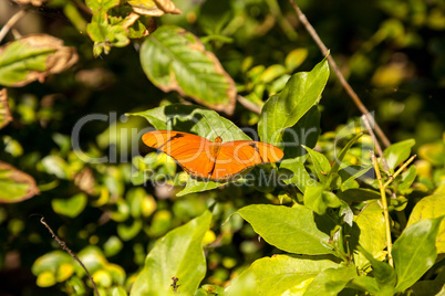 Orange Julia butterfly known as Dryas Julia