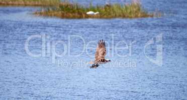 Flying osprey Pandion haliaetus bird clutching a fish
