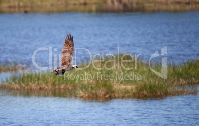 Flying osprey Pandion haliaetus bird clutching a fish