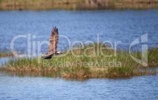 Flying osprey Pandion haliaetus bird clutching a fish
