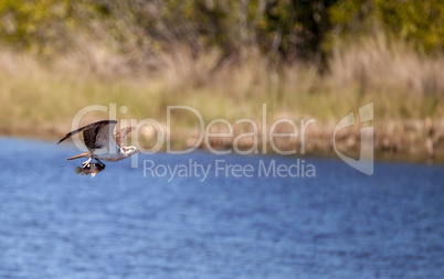 Flying osprey Pandion haliaetus bird clutching a fish