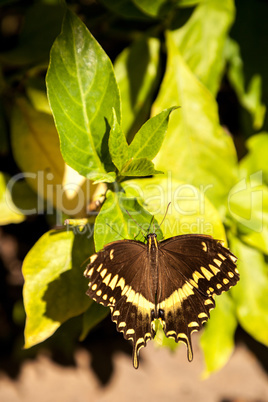 Yellow and brown Palamedes swallowtail butterfly Pterourus palam