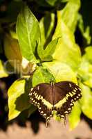 Yellow and brown Palamedes swallowtail butterfly Pterourus palam