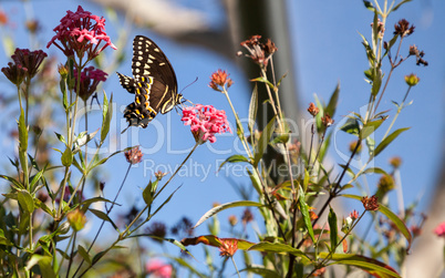 Yellow and brown Palamedes swallowtail butterfly Pterourus palam