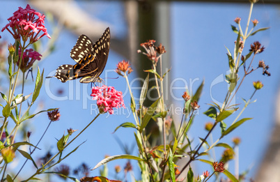 Yellow and brown Palamedes swallowtail butterfly Pterourus palam