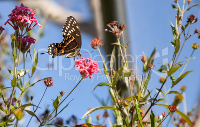 Yellow and brown Palamedes swallowtail butterfly Pterourus palam