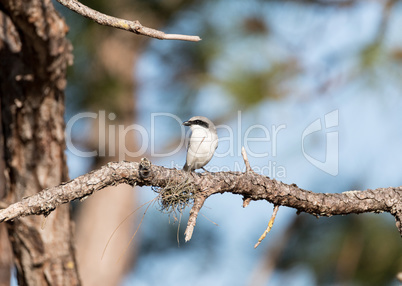 Loggerhead shrike bird Lanius ludovicianus perches on a tree