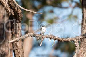 Loggerhead shrike bird Lanius ludovicianus perches on a tree
