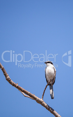 Loggerhead shrike bird Lanius ludovicianus perches on a tree