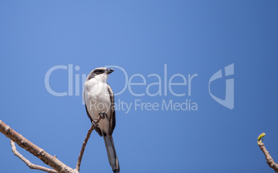 Loggerhead shrike bird Lanius ludovicianus perches on a tree