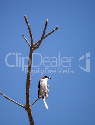 Loggerhead shrike bird Lanius ludovicianus perches on a tree