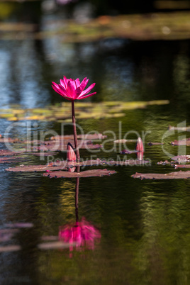 Pink red Water lily Nymphaeaceae blossoms among lily pads