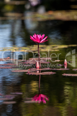 Pink red Water lily Nymphaeaceae blossoms among lily pads