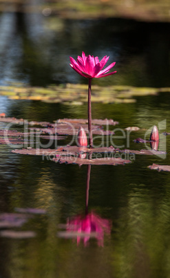 Pink red Water lily Nymphaeaceae blossoms among lily pads