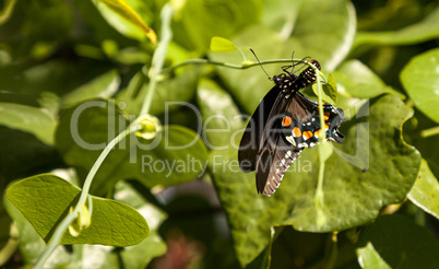 Pipevine Swallowtail butterfly Battus philenor