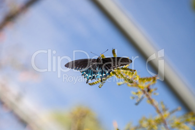 Pipevine Swallowtail butterfly Battus philenor