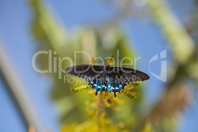 Pipevine Swallowtail butterfly Battus philenor