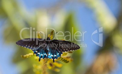 Pipevine Swallowtail butterfly Battus philenor