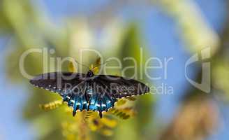 Pipevine Swallowtail butterfly Battus philenor