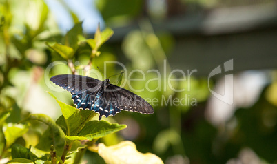 Pipevine Swallowtail butterfly Battus philenor