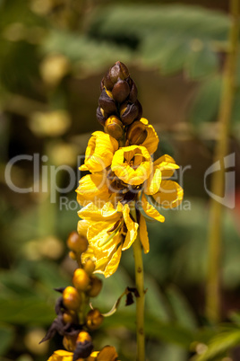 Bright yellow flowers of popcorn senna also called Senna didymob