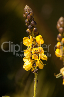 Bright yellow flowers of popcorn senna also called Senna didymob