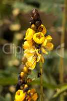 Bright yellow flowers of popcorn senna also called Senna didymob