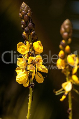 Bright yellow flowers of popcorn senna also called Senna didymob