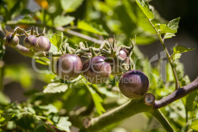 Cherry tomatoes called kissed by a smurf for being purple tomato