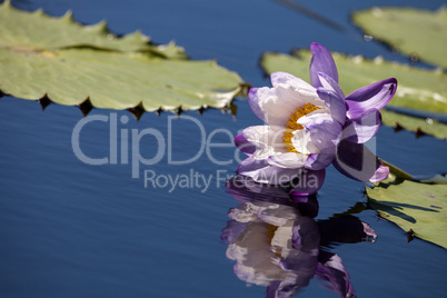 Purple and white N Kews Stowaway Blues water lily Nymphaea gigan