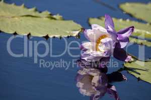 Purple and white N Kews Stowaway Blues water lily Nymphaea gigan
