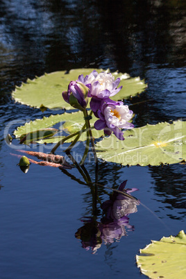 Purple and white N Kews Stowaway Blues water lily Nymphaea gigan