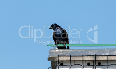 Purple martin birds Progne subis fly and perch around a birdhous