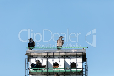 Purple martin birds Progne subis fly and perch around a birdhous