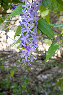 Purple flowers known as queen?s wreath Petrea volubilis