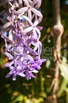 Purple flowers known as queen?s wreath Petrea volubilis