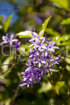 Purple flowers known as queen?s wreath Petrea volubilis