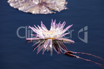 Pale Purple Water lily Nymphaeaceae blossoms