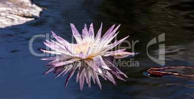 Pale Purple Water lily Nymphaeaceae blossoms
