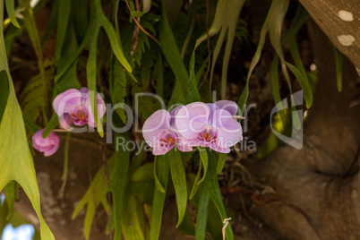 Dark and light purple Phalaenopsis orchid flowers