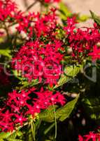 Graffiti Red Lace Star Flower Pentas lanceolata