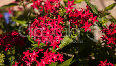 Graffiti Red Lace Star Flower Pentas lanceolata