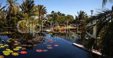 Reflective pond with water lilies and plants at the Naples Botan