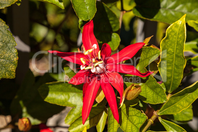 Scarlet flame red passionflower called Passiflora miniata