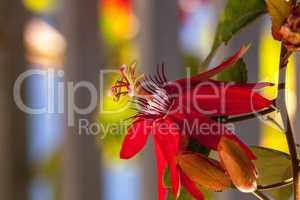 Scarlet flame red passionflower called Passiflora miniata