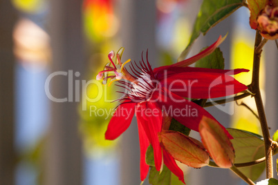 Scarlet flame red passionflower called Passiflora miniata