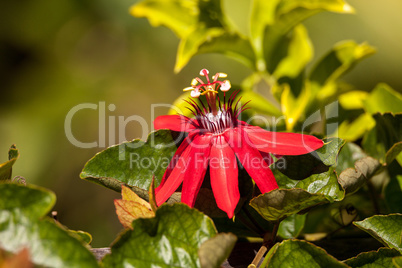 Scarlet flame red passionflower called Passiflora miniata