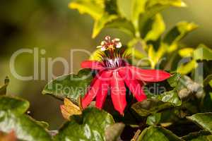 Scarlet flame red passionflower called Passiflora miniata