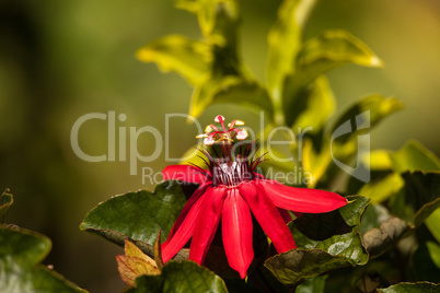 Scarlet flame red passionflower called Passiflora miniata